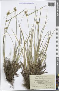 Carex flava L., Eastern Europe, Northern region (E1) (Russia)