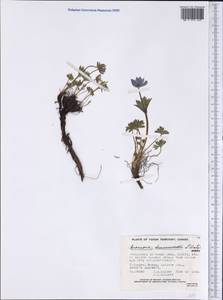 Anemone drummondii S.Watson, America (AMER) (Canada)