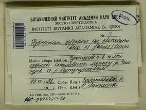 Hylocomium splendens (Hedw.) Schimp., Bryophytes, Bryophytes - Chukotka & Kamchatka (B21) (Russia)