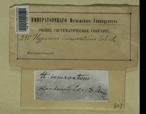 Homomallium incurvatum (Schrad. ex Brid.) Loeske, Bryophytes, Bryophytes - Western Europe (BEu)