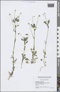 Viola arvensis Murray, Eastern Europe, Central region (E4) (Russia)