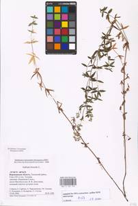 Galium boreale L., Eastern Europe, Central forest-and-steppe region (E6) (Russia)