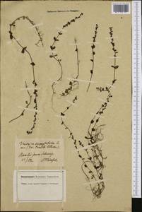 Veronica serpyllifolia L., Western Europe (EUR) (Switzerland)