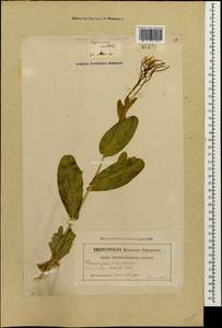 Conringia orientalis (L.) Dumort., Caucasus, Georgia (K4) (Georgia)