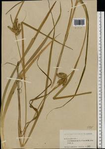 Carex pseudocyperus L., Eastern Europe, Central forest region (E5) (Russia)