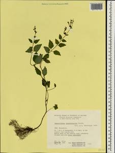 Scutellaria tournefortii Benth., South Asia, South Asia (Asia outside ex-Soviet states and Mongolia) (ASIA) (Iran)
