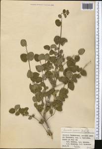 Lonicera nummulariifolia Jaub. & Spach, Middle Asia, Western Tian Shan & Karatau (M3) (Tajikistan)