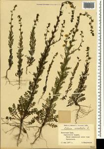 Verbascum orientale subsp. orientale, Crimea (KRYM) (Russia)