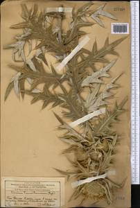 Cirsium turkestanicum (Regel) Petr., Middle Asia, Western Tian Shan & Karatau (M3) (Kazakhstan)