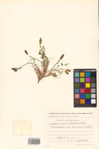 Oxytropis revoluta Ledeb., Siberia, Chukotka & Kamchatka (S7) (Russia)