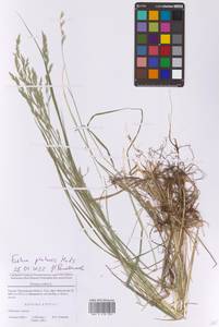 Lolium pratense (Huds.) Darbysh., Eastern Europe, Moscow region (E4a) (Russia)