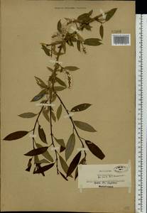 Salix triandra L., Eastern Europe, North-Western region (E2) (Russia)