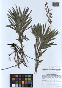 Onosma simplicissima L., Siberia, Altai & Sayany Mountains (S2) (Russia)