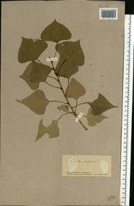 Populus nigra L., Eastern Europe, South Ukrainian region (E12) (Ukraine)