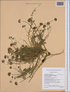 Jasione montana L., Western Europe (EUR) (United Kingdom)