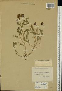 Astragalus danicus Retz., Eastern Europe, South Ukrainian region (E12) (Ukraine)