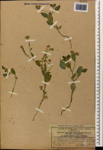 Heliotropium suaveolens, Caucasus, Azerbaijan (K6) (Azerbaijan)