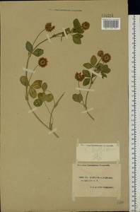 Trifolium hybridum L., Eastern Europe, South Ukrainian region (E12) (Ukraine)