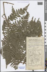 Pteridium aquilinum (L.) Kuhn, Middle Asia, Caspian Ustyurt & Northern Aralia (M8) (Kazakhstan)