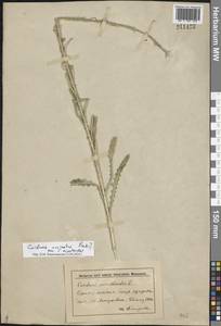 Carduus acanthoides L., Eastern Europe, Lower Volga region (E9) (Russia)