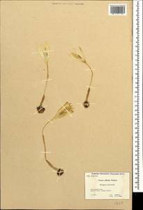 Crocus vallicola Herb., Caucasus, Krasnodar Krai & Adygea (K1a) (Russia)