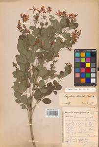 Lespedeza bicolor Turcz., Siberia, Russian Far East (S6) (Russia)