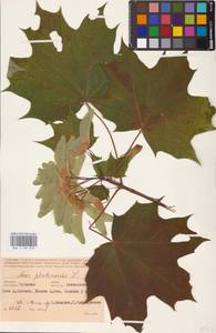 Acer platanoides L., Eastern Europe, Central region (E4) (Russia)