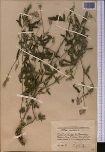 Althaea cannabina L., Middle Asia, Western Tian Shan & Karatau (M3) (Uzbekistan)