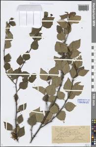 Betula, Eastern Europe, Lower Volga region (E9) (Russia)