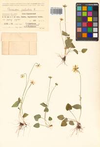 Parnassia palustris L., Siberia, Chukotka & Kamchatka (S7) (Russia)