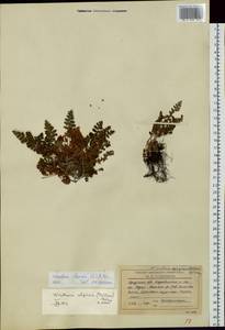 Woodsia ilvensis (L.) R. Br., Siberia, Baikal & Transbaikal region (S4) (Russia)