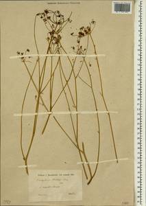 Pseudotrachydium kotschyi (Boiss.) Pimenov & Kljuykov, South Asia, South Asia (Asia outside ex-Soviet states and Mongolia) (ASIA) (Iran)