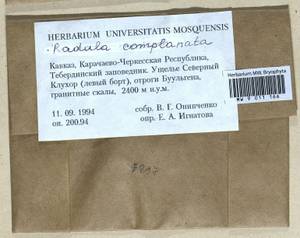 Radula complanata (L.) Dumort., Bryophytes, Bryophytes - North Caucasus & Ciscaucasia (B12) (Russia)