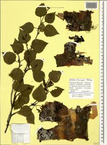 Betula pubescens var. litwinowii (Doluch.) Ashburner & McAll., Caucasus, Stavropol Krai, Karachay-Cherkessia & Kabardino-Balkaria (K1b) (Russia)