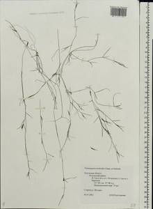 Potamogeton trichoides Cham. & Schltdl., Eastern Europe, Central region (E4) (Russia)