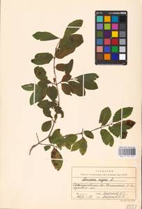 Lonicera nigra L., Eastern Europe, West Ukrainian region (E13) (Ukraine)