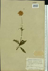 Knautia arvensis (L.) Coult., Eastern Europe, North-Western region (E2) (Russia)