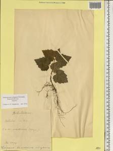 Betula pubescens Ehrh., Eastern Europe, Estonia (E2c) (Estonia)