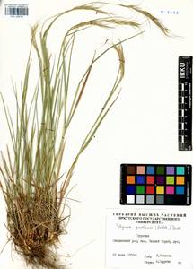 Elymus gmelinii (Trin.) Tzvelev, Siberia, Baikal & Transbaikal region (S4) (Russia)