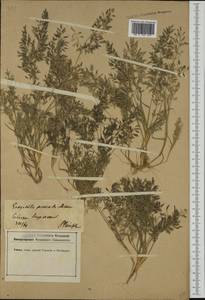 Eragrostis minor Host, Western Europe (EUR) (Germany)