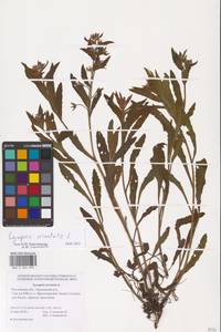 MHA 0 006 890, Lycopsis arvensis subsp. orientalis (L.) Kuzn., Eastern Europe, Rostov Oblast (E12a) (Russia)