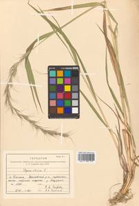 Elymus sibiricus L., Siberia, Russian Far East (S6) (Russia)