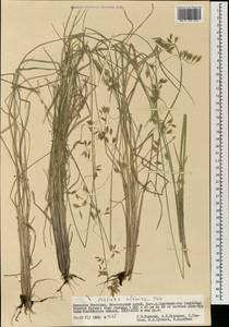Festuca altaica Trin., Mongolia (MONG) (Mongolia)