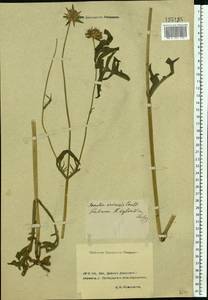 Knautia arvensis (L.) Coult., Eastern Europe, Rostov Oblast (E12a) (Russia)