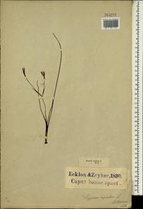 Spiloxene aquatica (L.f.) Fourc., Africa (AFR) (South Africa)