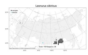 Leonurus sibiricus L., Atlas of the Russian Flora (FLORUS) (Russia)