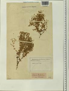 Mesostemma dichotomum (L.) Arabi, Rabeler & Zarre, Siberia, Baikal & Transbaikal region (S4) (Russia)