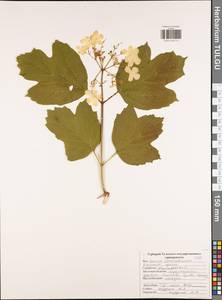 Viburnum opulus L., Eastern Europe, Central region (E4) (Russia)