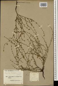 Lappula barbata (M. Bieb.) Gürke, Caucasus, Armenia (K5) (Armenia)