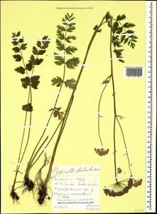 Pimpinella rhodantha Boiss., Caucasus, Stavropol Krai, Karachay-Cherkessia & Kabardino-Balkaria (K1b) (Russia)